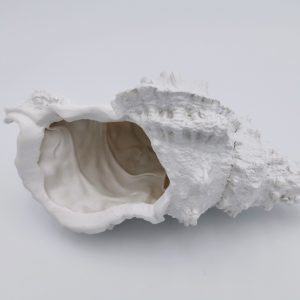 Caracola en Resina Decorativa