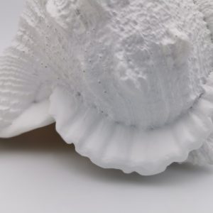 Caracola en Resina Decorativa